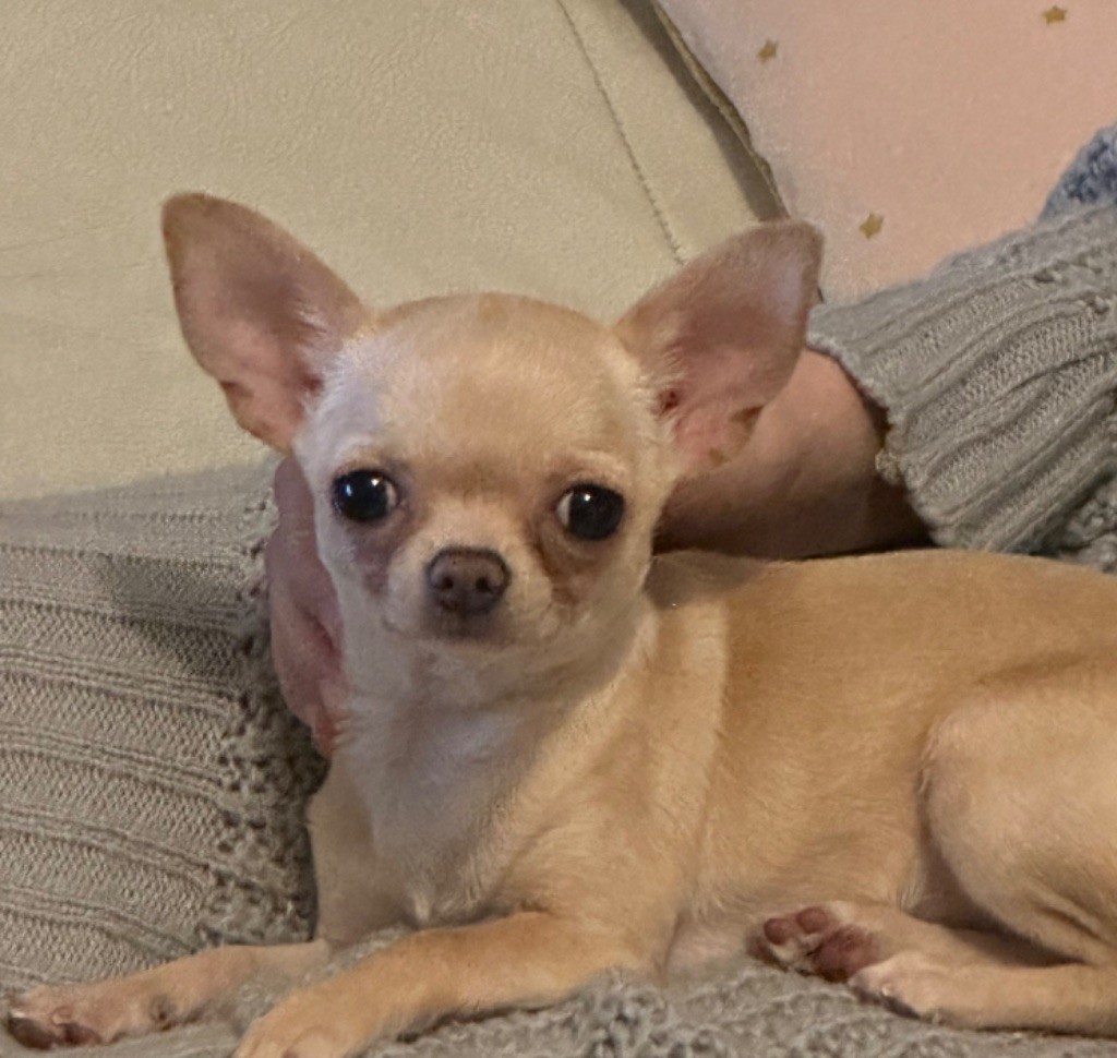 Des Petites Mirabelles - Chiot disponible  - Chihuahua