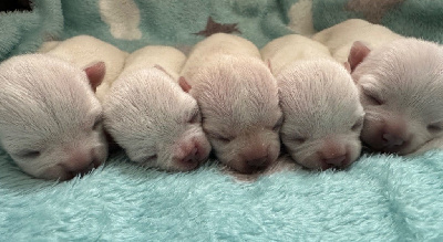 Des Petites Mirabelles - Chihuahua - Portée née le 21/04/2024