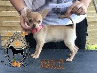Des Petites Mirabelles - Chihuahua - Portée née le 10/05/2017