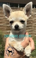 Des Petites Mirabelles - Chihuahua - Portée née le 06/04/2018