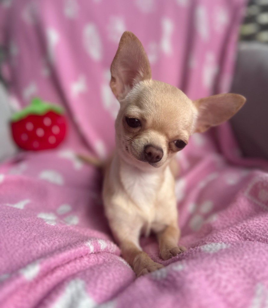 Des Petites Mirabelles - Chiot disponible  - Chihuahua