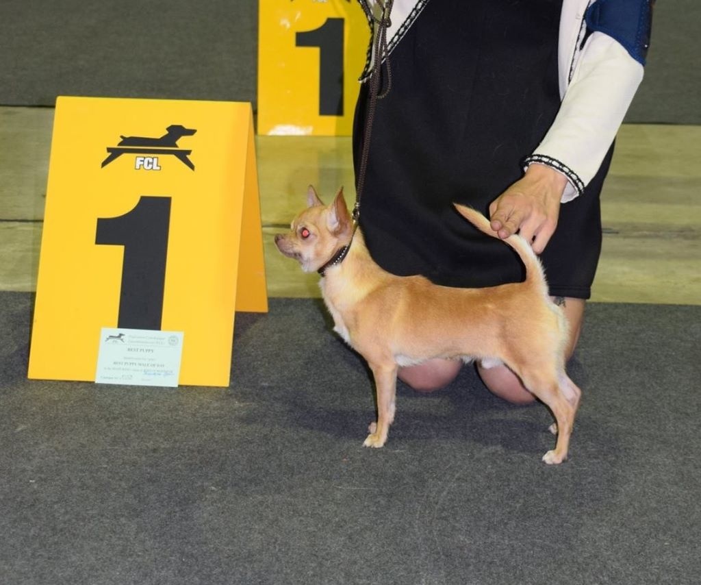 Des Petites Mirabelles - DOG SHOW LUXEMBOURG