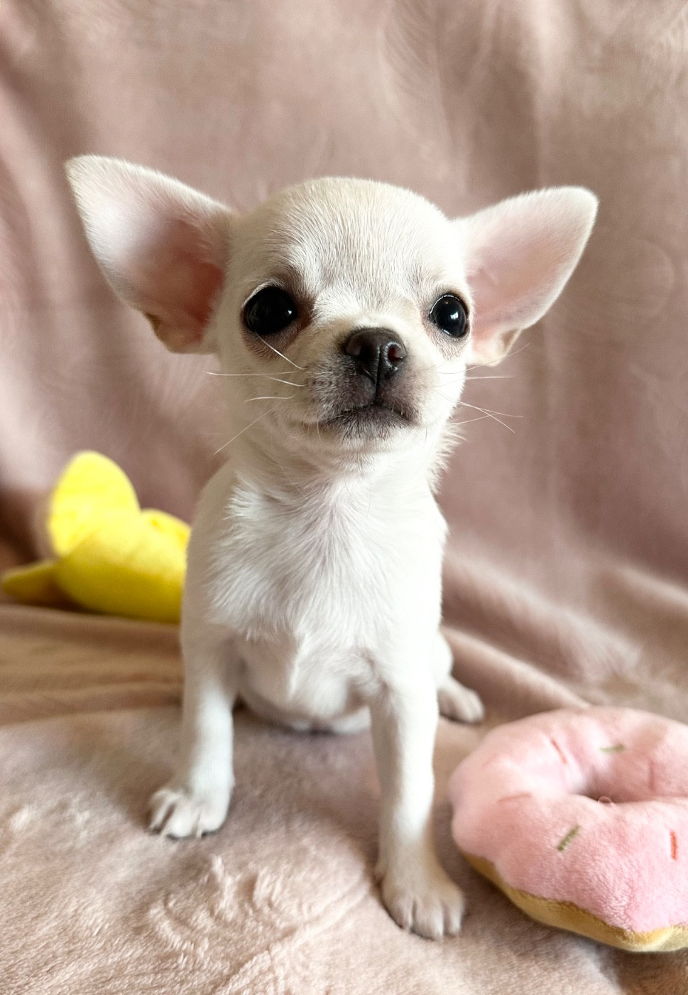 Des Petites Mirabelles - Chihuahua - Portée née le 02/09/2025