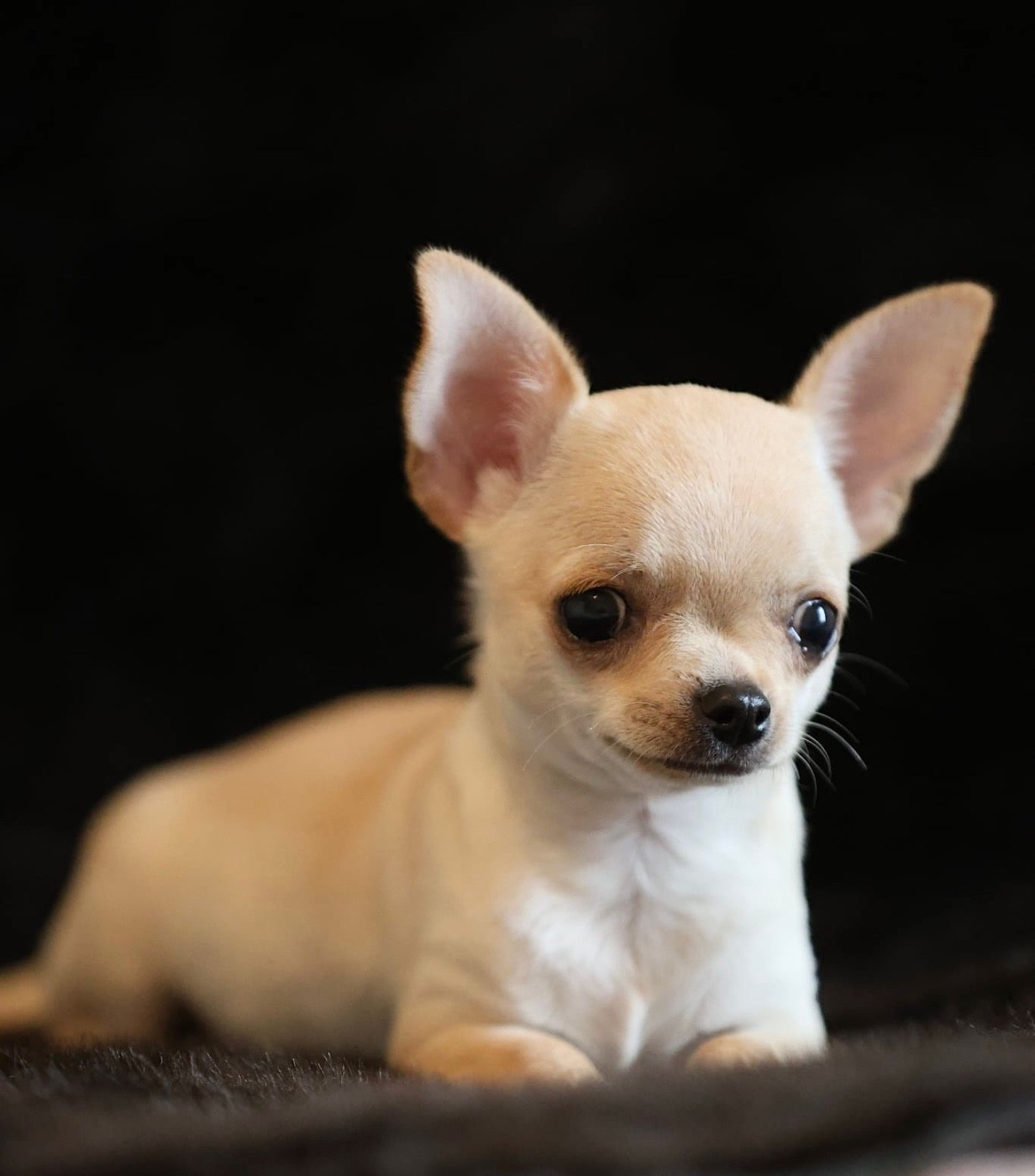 Des Petites Mirabelles - Chiots disponibles - Chihuahua