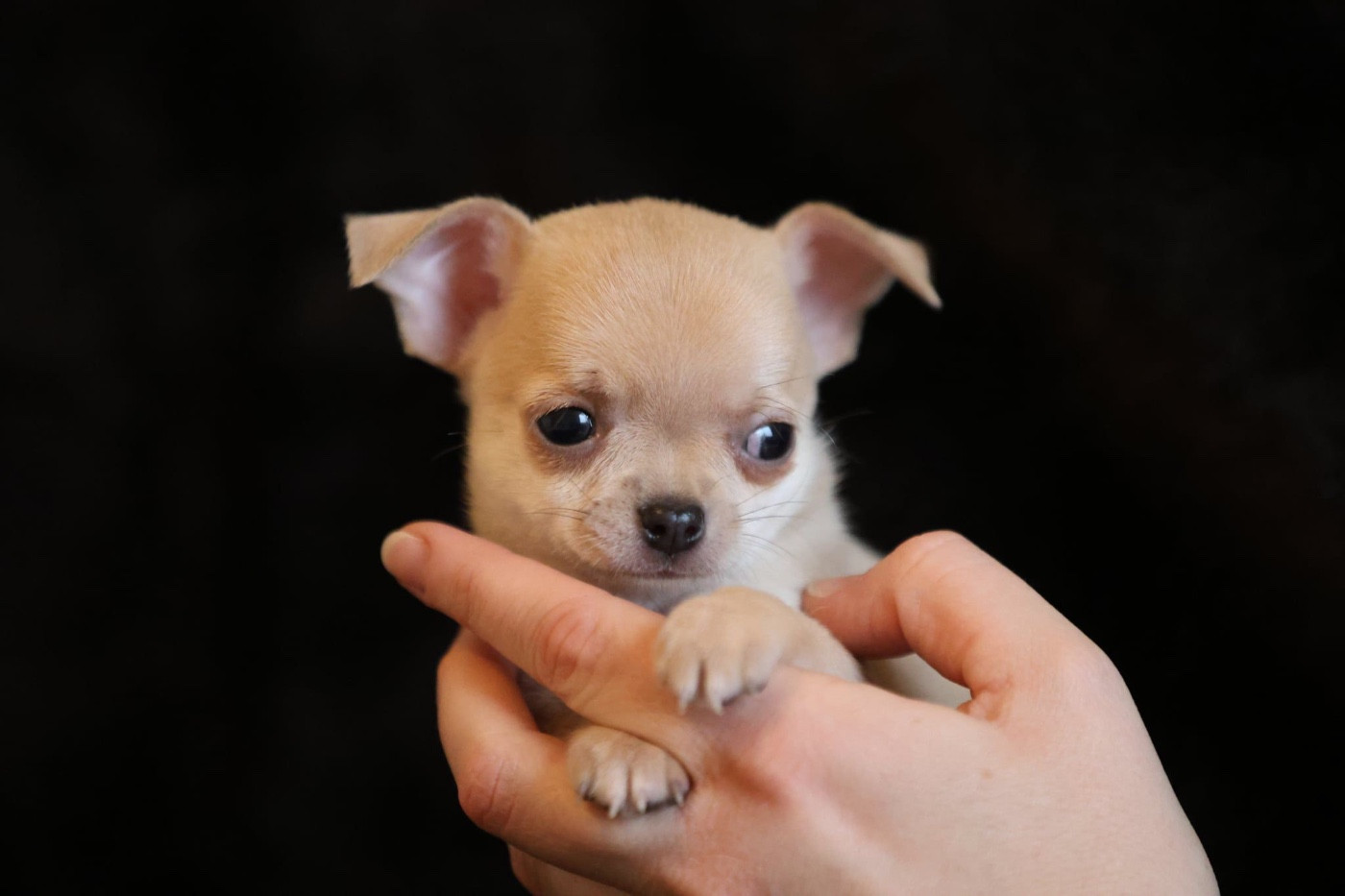 Des Petites Mirabelles - Chiots disponibles - Chihuahua