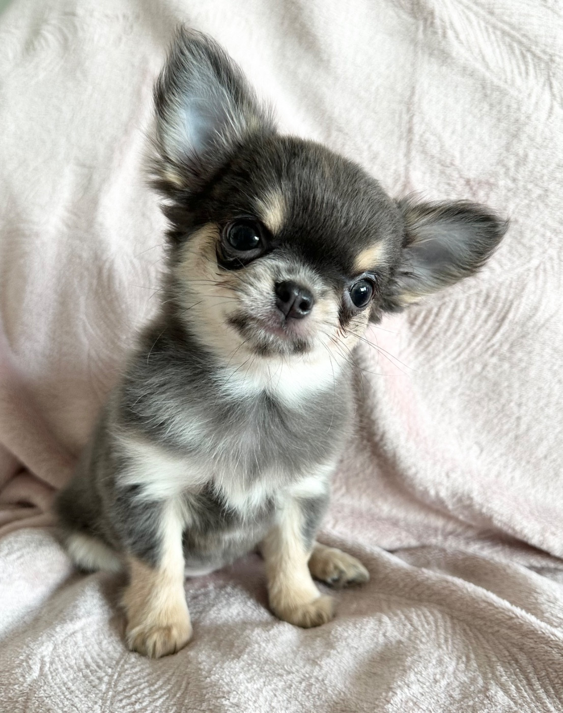 Des Petites Mirabelles - Chihuahua - Portée née le 16/10/2025