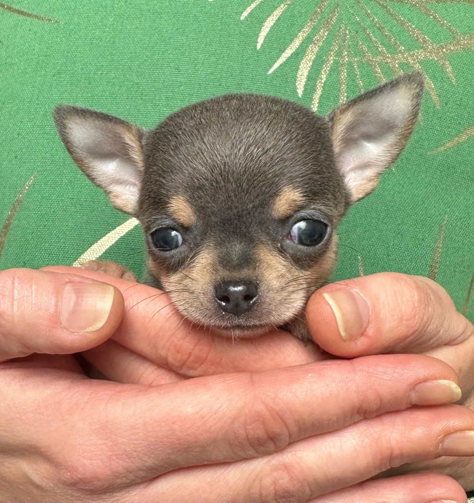 Des Petites Mirabelles - Chiots disponibles - Chihuahua