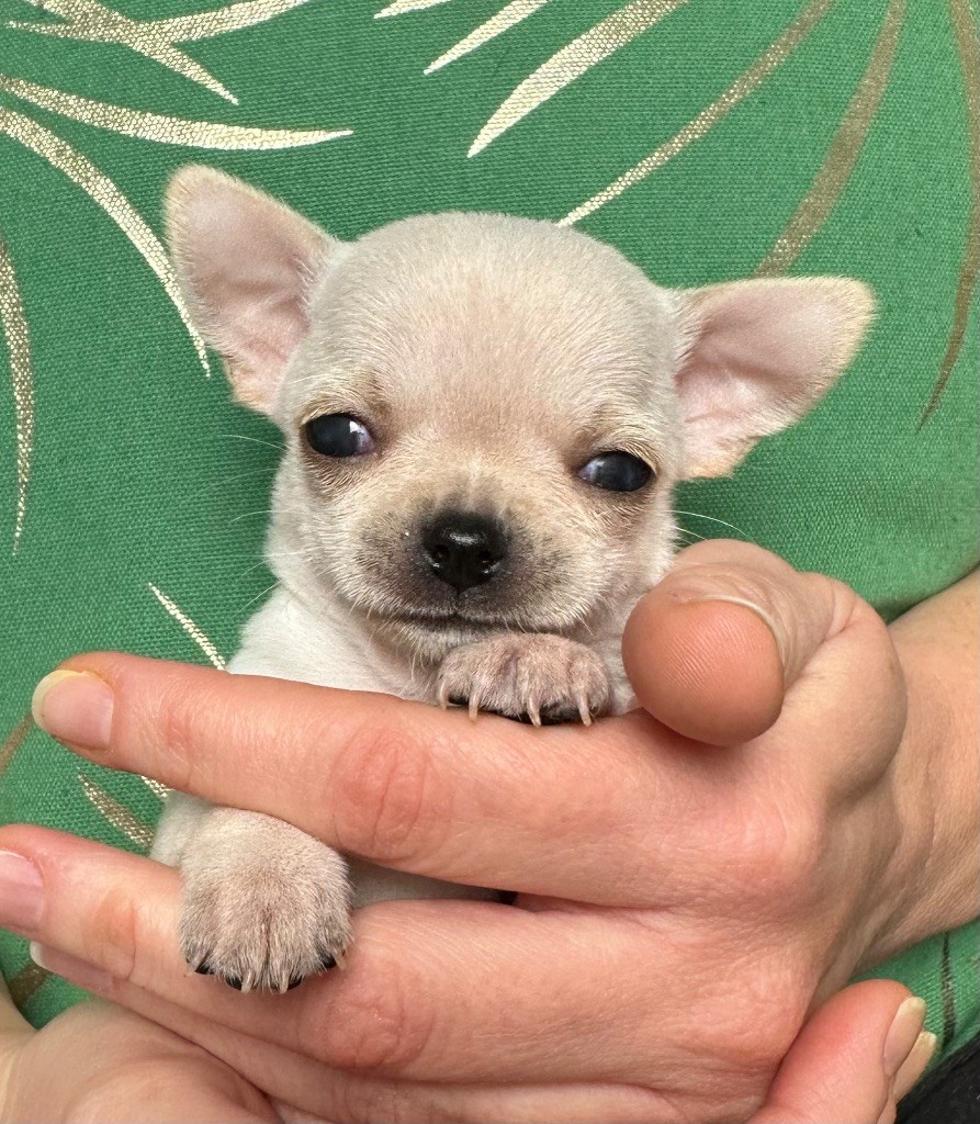 Des Petites Mirabelles - Chiots disponibles - Chihuahua