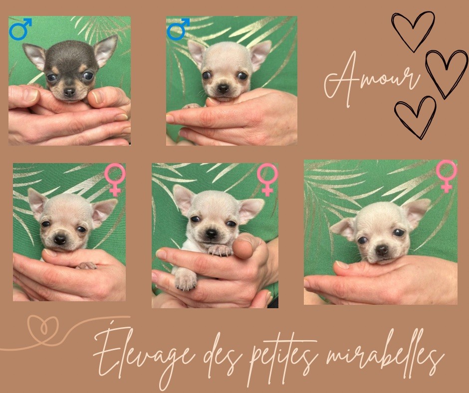 Chiot Chihuahua Des Petites Mirabelles