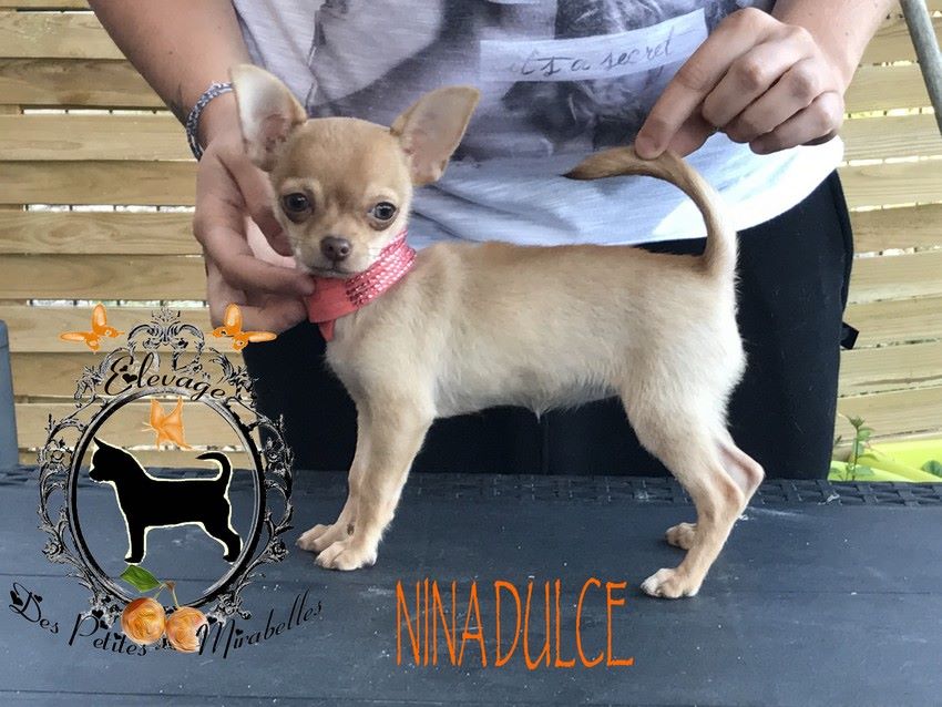 Des Petites Mirabelles - Chihuahua - Portée née le 10/05/2017
