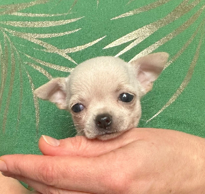 CHIOT 5