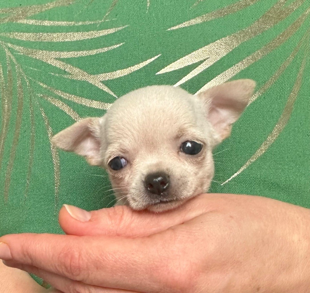 Des Petites Mirabelles - Chiots disponibles - Chihuahua