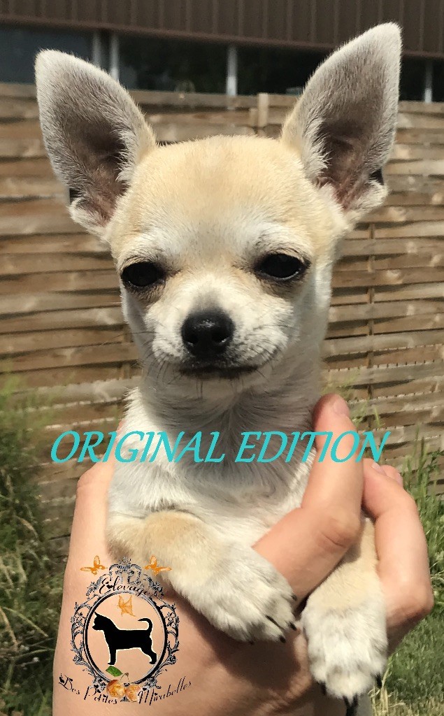 Des Petites Mirabelles - Chihuahua - Portée née le 06/04/2018