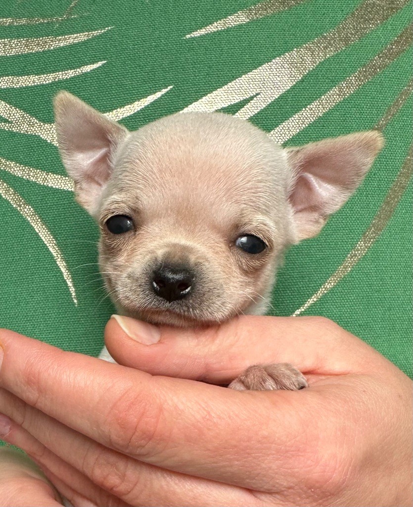 Des Petites Mirabelles - Chiots disponibles - Chihuahua