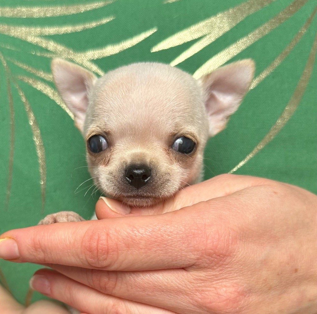 Des Petites Mirabelles - Chiots disponibles - Chihuahua
